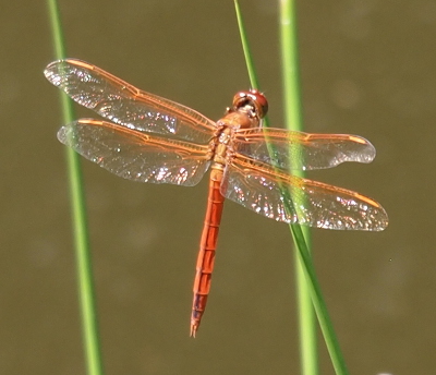 [Dragonfly appears to be an orange color with orange appendages. Its wings have a definite orange/gold colored section along the top. The sunlight glints off sections of the wings.]